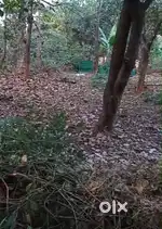 Plot Goa Dodamarg, Near Petrol Pump