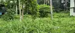 6/5.500 /11 CENTS RESIDENTIAL PLOT FOR SALE NEAR KESHAVADASAPURAM
