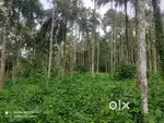 5.3 Acre Scenic Farm Land for Sale – Padichira, Wayanad
