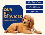 Professional dog/pet sitter/ boarder / walking / taxi