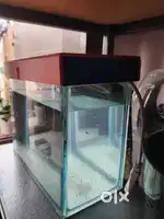 Fish Aquarium