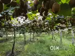 Farm Manager
