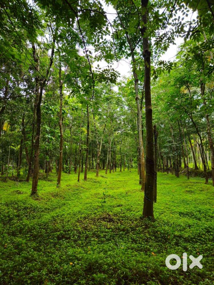 3.5 Acres Rubber Estate