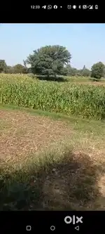 Agriculture land