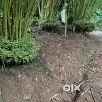 81 സെന്റ് commercial / residential land  വില്പനക്ക്