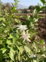 Farmhouse Caretaker