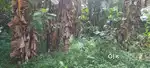 7cent MELOOR CHALAKUDY 3km Non flooded Bus stop 400mtr