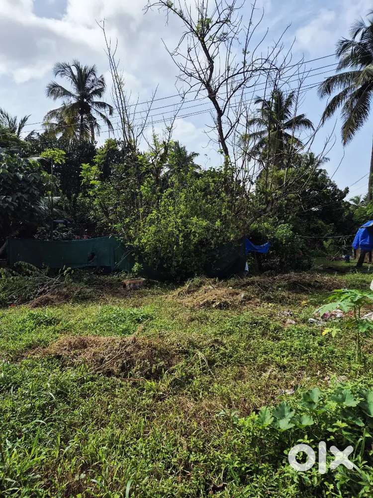 8.82 Cent land Near MDPS UP School Ezhur-Tirur