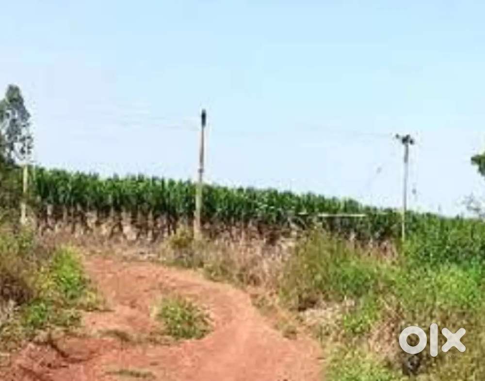 Urgent 4 acre agricultural patta land for sale in Hadnoor, Zaheerabad
