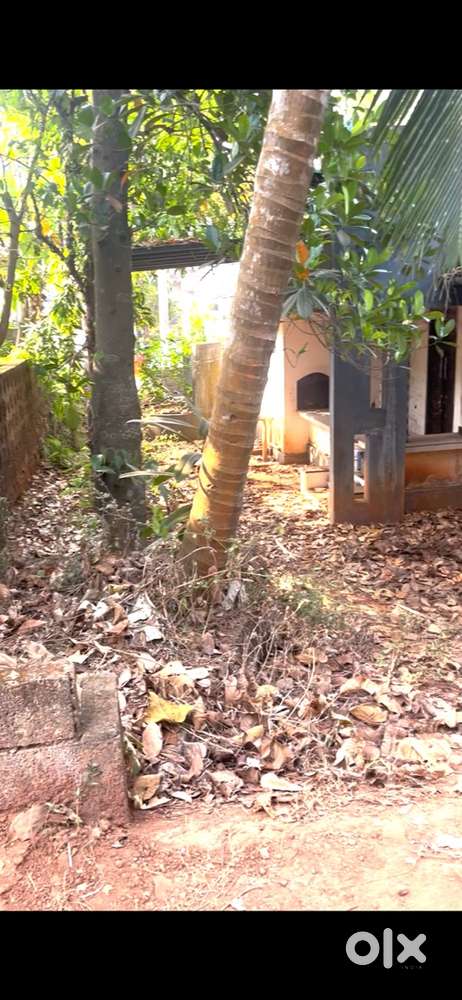 5CENT PLOT AT KUTTIKKATOOR ANAKUZHIKKARA