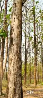 good  quality wood