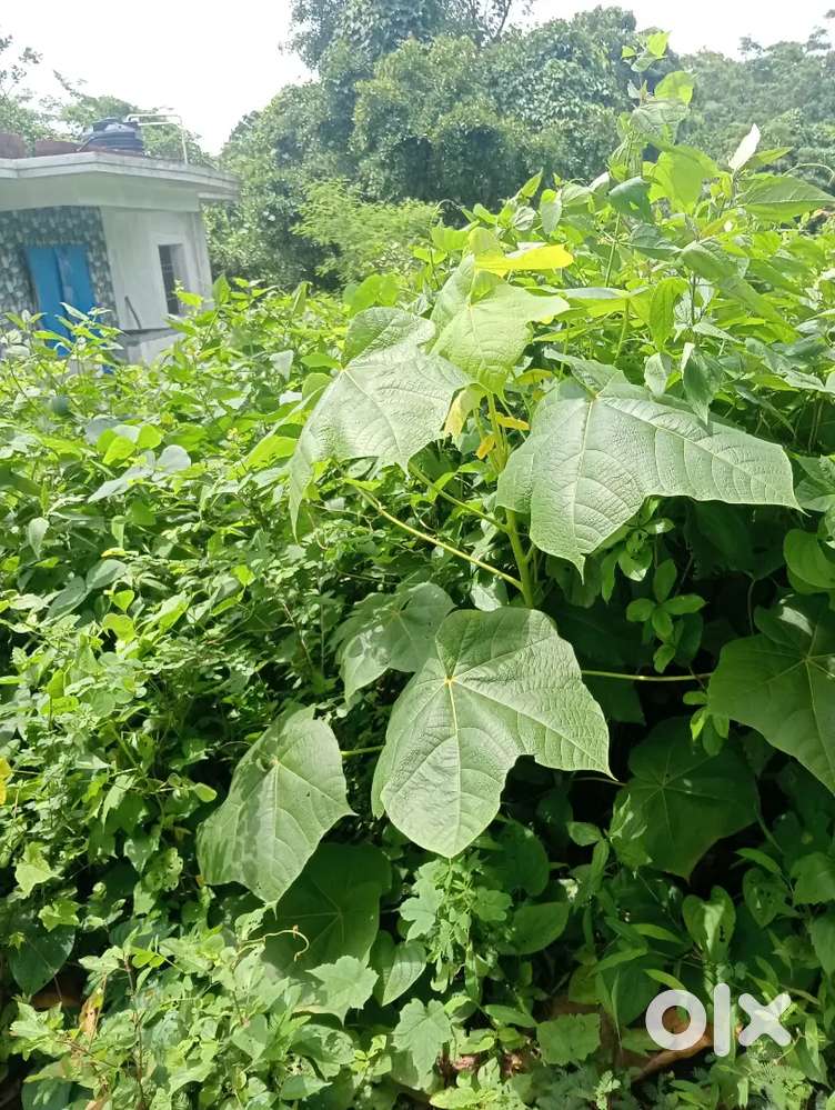 Na plot sale honda nr market