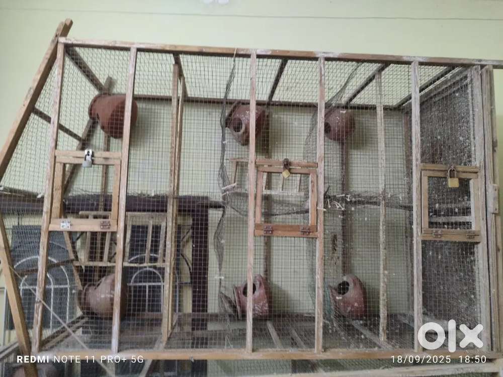 Birds Cages