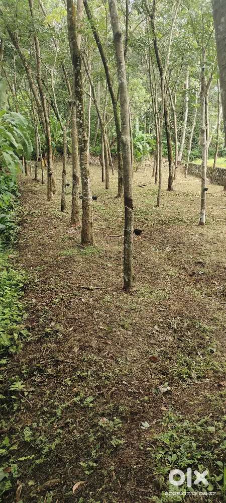 പെരുബഴുതൂർ വിഷ്ണുപുരം ക്ഷേത്രം നിയർ