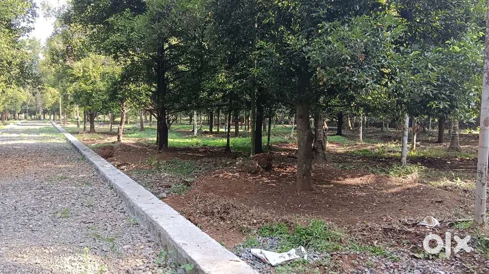 Angamaly appollo hospital 3 km,5,6,8,10, cent plots
