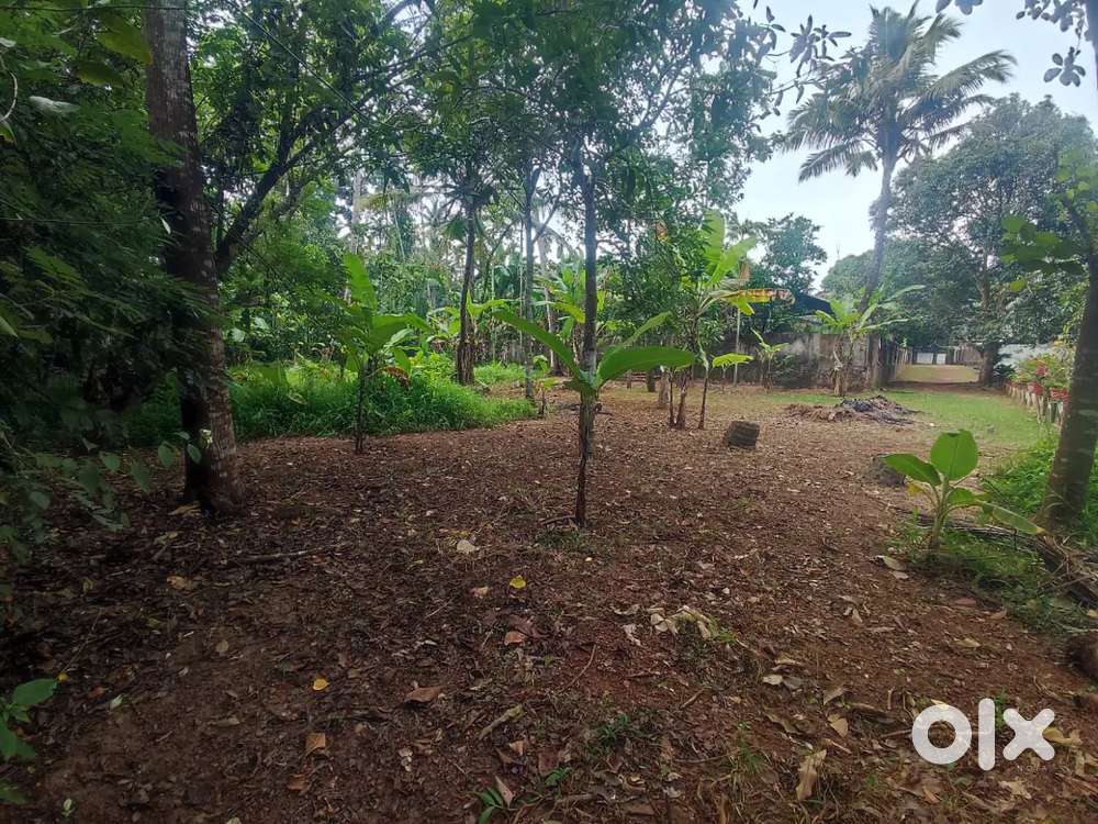 Plot for sale in karunagappally tiwn