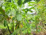 15 Cent Prime Residential plot Pongumoodu Sreekaryam Ulloor TVPM