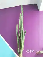 100cm tall cactus