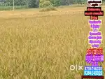 NH 36பைபாஸ் அருகே 8 km , Landforsales