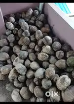 Coconut for sale