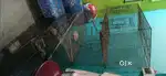 Cage iron fir birds