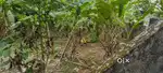 8 cent land for sale. vattiyoorkavu nadanagramam. 10 lakh per cent.