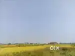 22 guntas for sale near luxxetipet agriculture land
