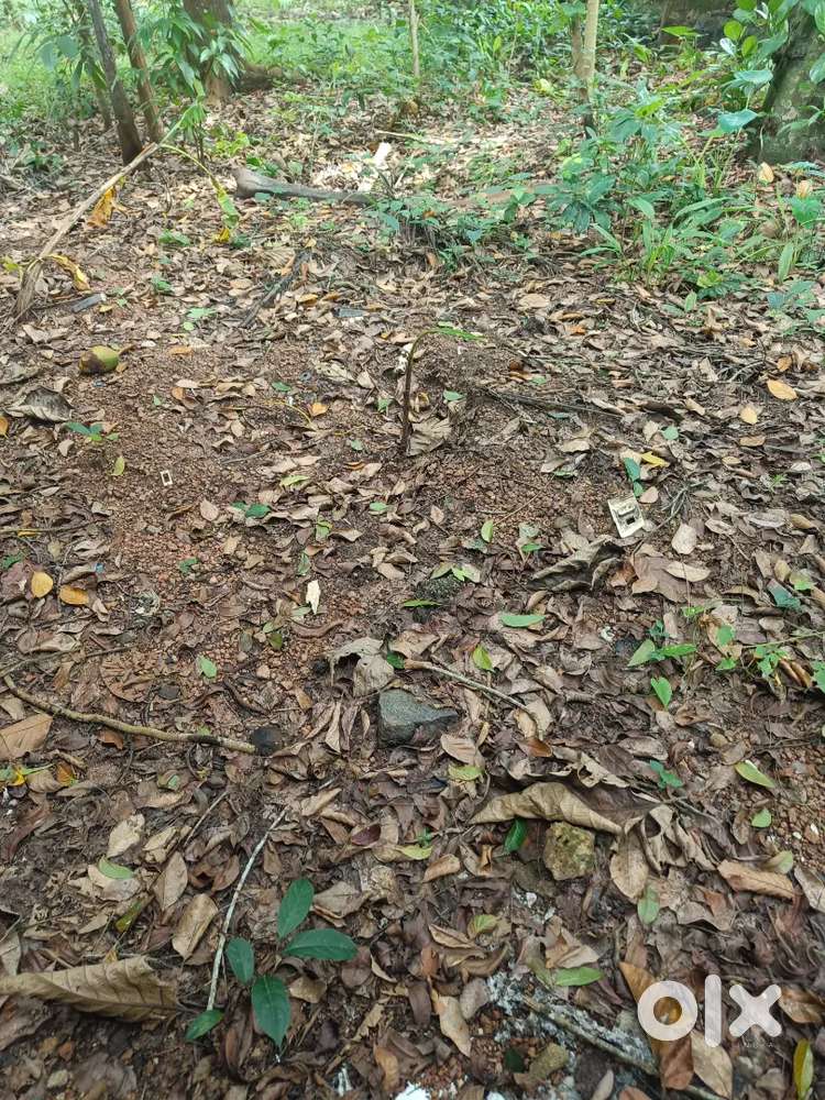 Commercial plot available in oramvila highway distance 300 mtr