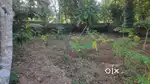 500 m from Kuttiyani Vattappara