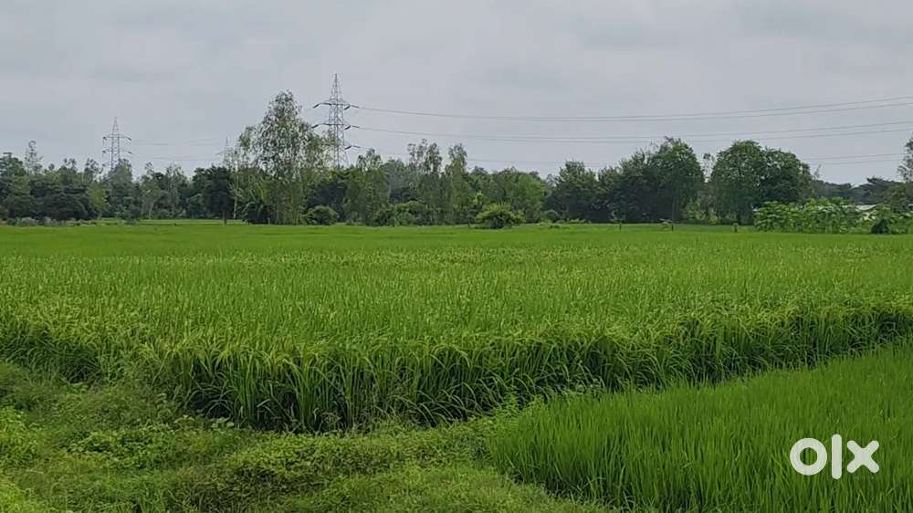 हरियाली से गिरी खूबसूरत खेती वाली जमीन खरीदे