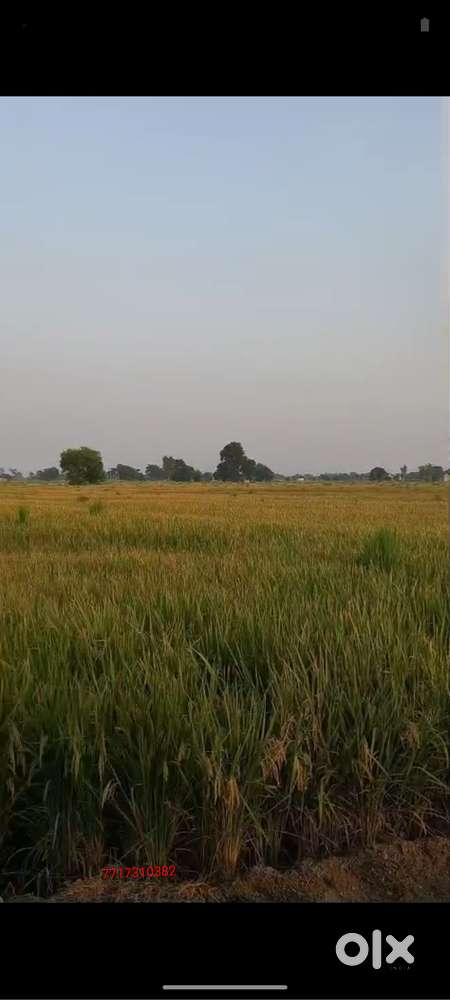 agriculture land for sale in bathinda