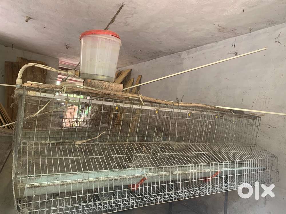 Chicken nest for sale