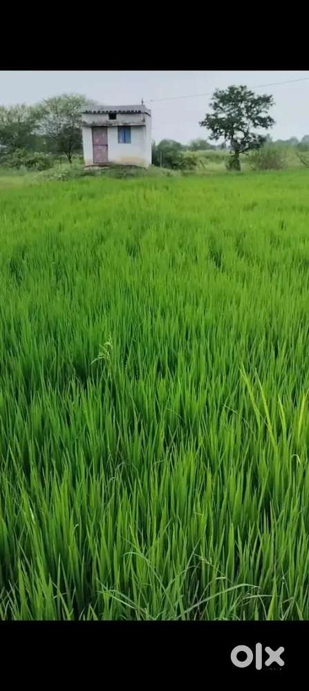 3 ekad agriculture land