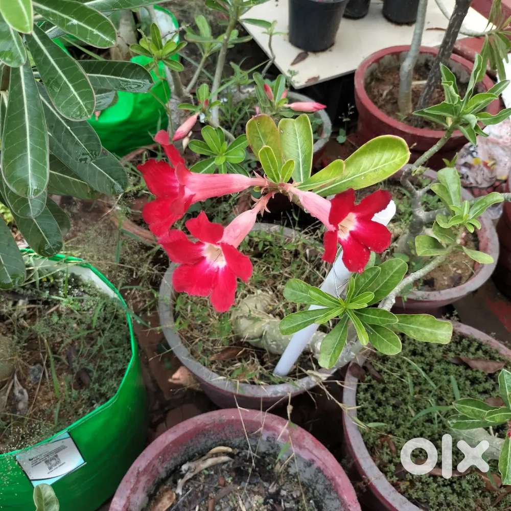 Desert Rose plants