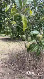 71 kunte mango plate