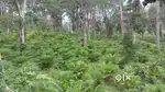 MUNNAR Poopara Chinnakanal Highway estate cardamom ellam for sale