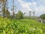 22 cent land for sale in vagamon /വാഗമണ്ണിൽ 22 സെന്റ് സ്ഥല വില്പനക്ക്