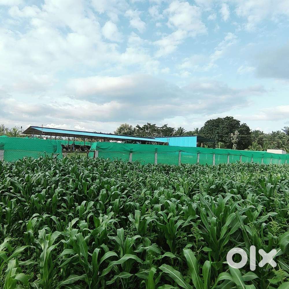 Cow form with 3acre land