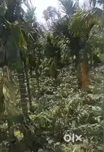9.5 Acre Areca & Coffee Plantation for Sale – Somwarpet Taluk, Coorg