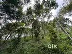 Plantation Land with Scenic Views – Build Your Nature Resort