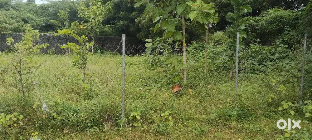 லக்ஷ்மி நகர். ஊச்சி அம்ம தோட்டம்