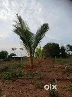 Farmland for sale