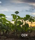 4 Acres 30 Guntas Agri land for sale