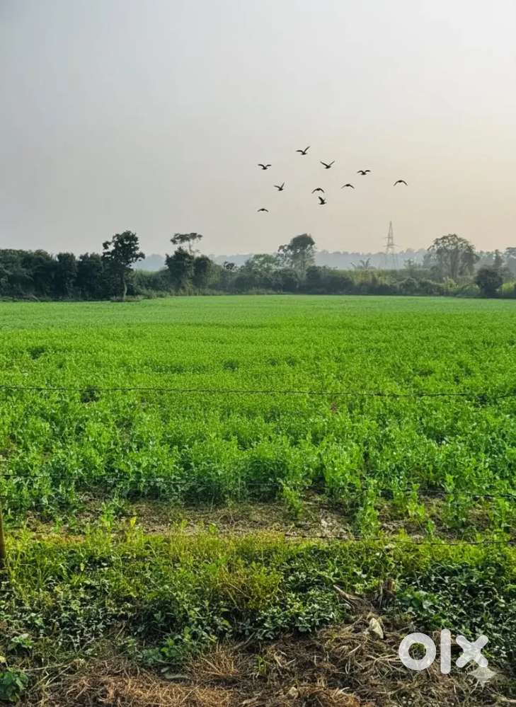 “Large 3600 Sq Yard Plot at Sherpur, Shimla Bypass – Best Deal!”