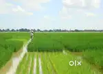 Paddy field road side 1 bigha 25 lakhs