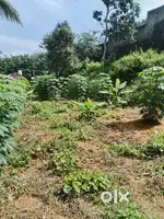 25 cent plot for sale in Anakottoor...just 20 lakh... negotiable