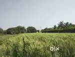Farm Land for Sale