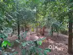 Plot for sale or exchange