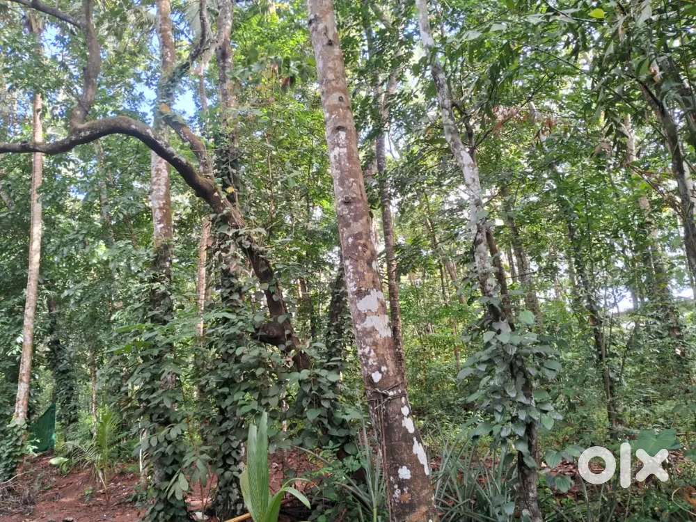 ആഞ്ഞിൽ മരം വില്പനയ്ക്ക്