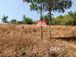 84 cents residential land for sale at Aduthila,Pazhayangadi,kanuur